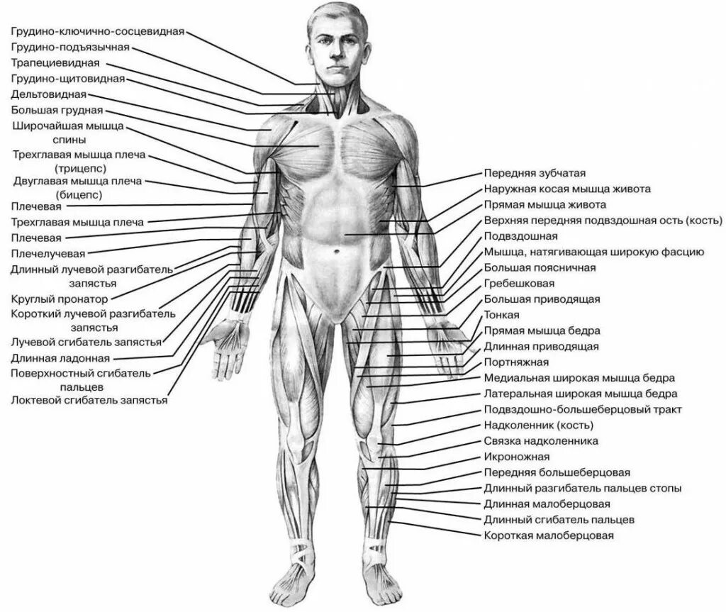 Передняя часть человека