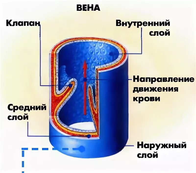 Строение вены рисунок. Строение вены анатомия. Вена слои. Внутреннее строение вены. Внутреннее строение вены анатомия.