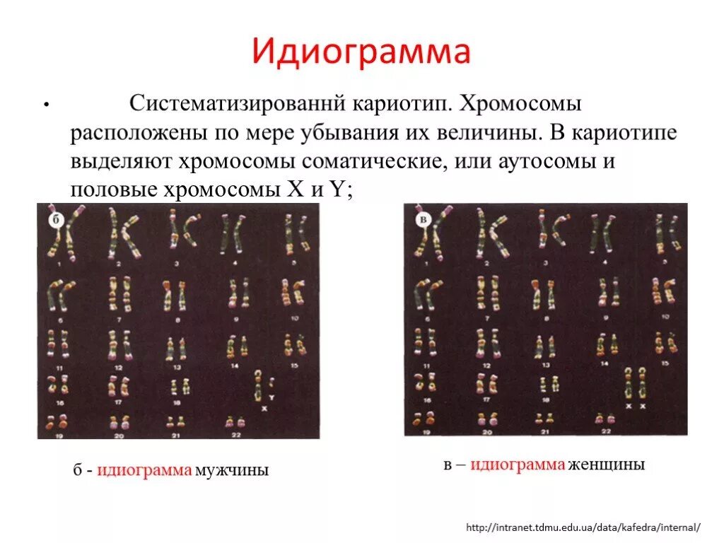 Кариотип человека определяют