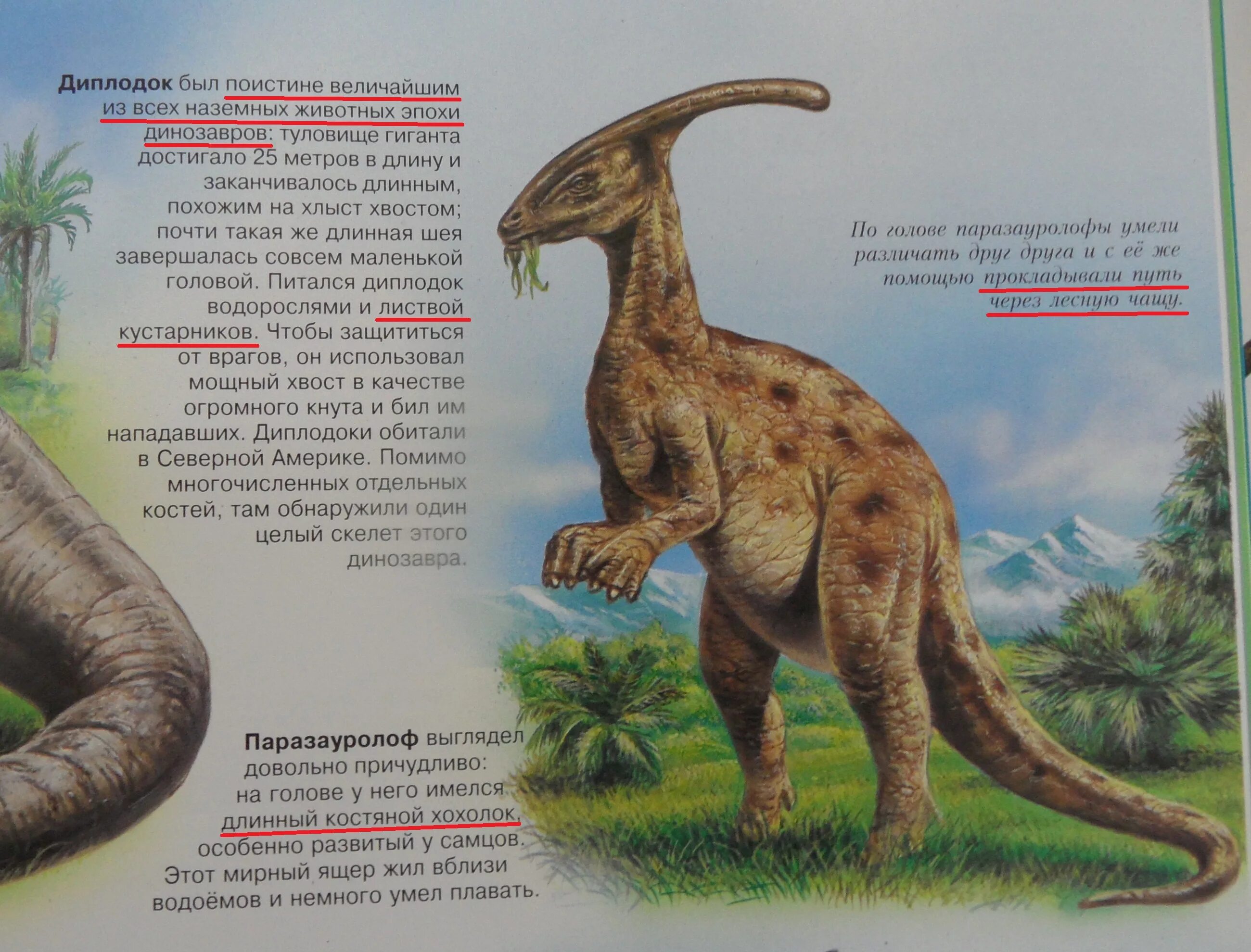 Опиши динозавра. Динозавры названия. Динозавры и из названия. Динозавры картинки с названиями. Маленькие динозавры названия.