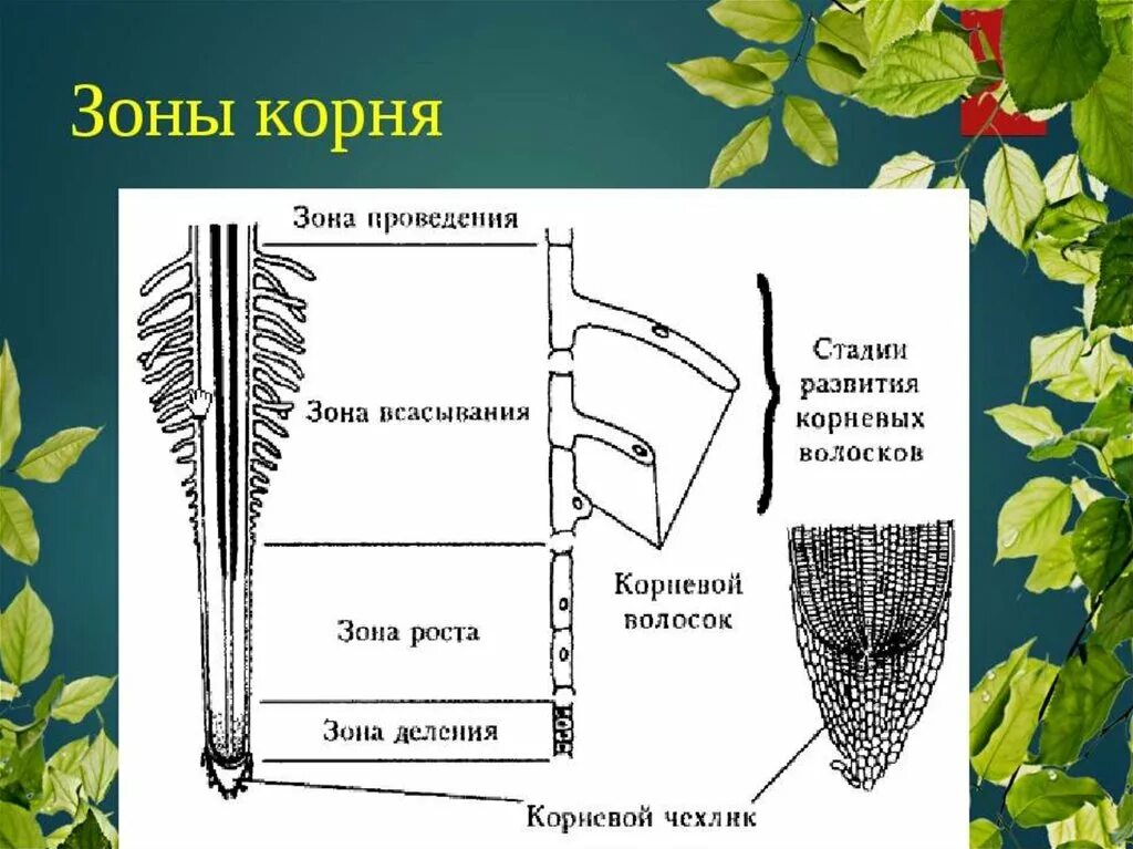 Минеральное и Корневое питание растений. Минеральное питание растений корневые волоски. Корень и Корневое питание растений. Минеральное почвенное питание растений 6 класс биология.