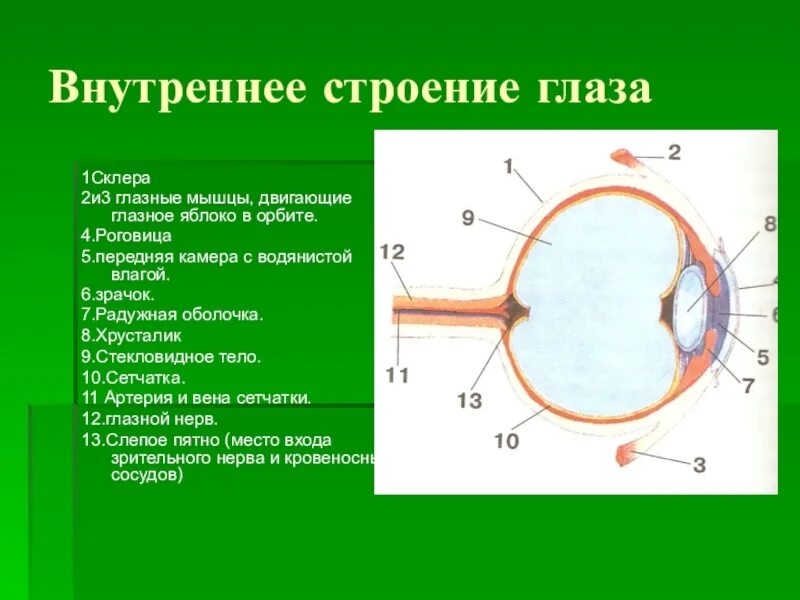 Строение глаза. Внутреннее строение глаза. Внутреннее строение газа. Строение глазного яблока. Склера сетчатка слепое