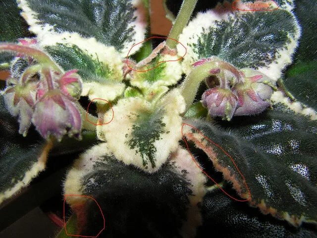 Засохший комнатный цветок. Узамбарская фиалка болезни. Фиалка поникла. Края листьев фиалки коричневеют. Бутон фиалки.