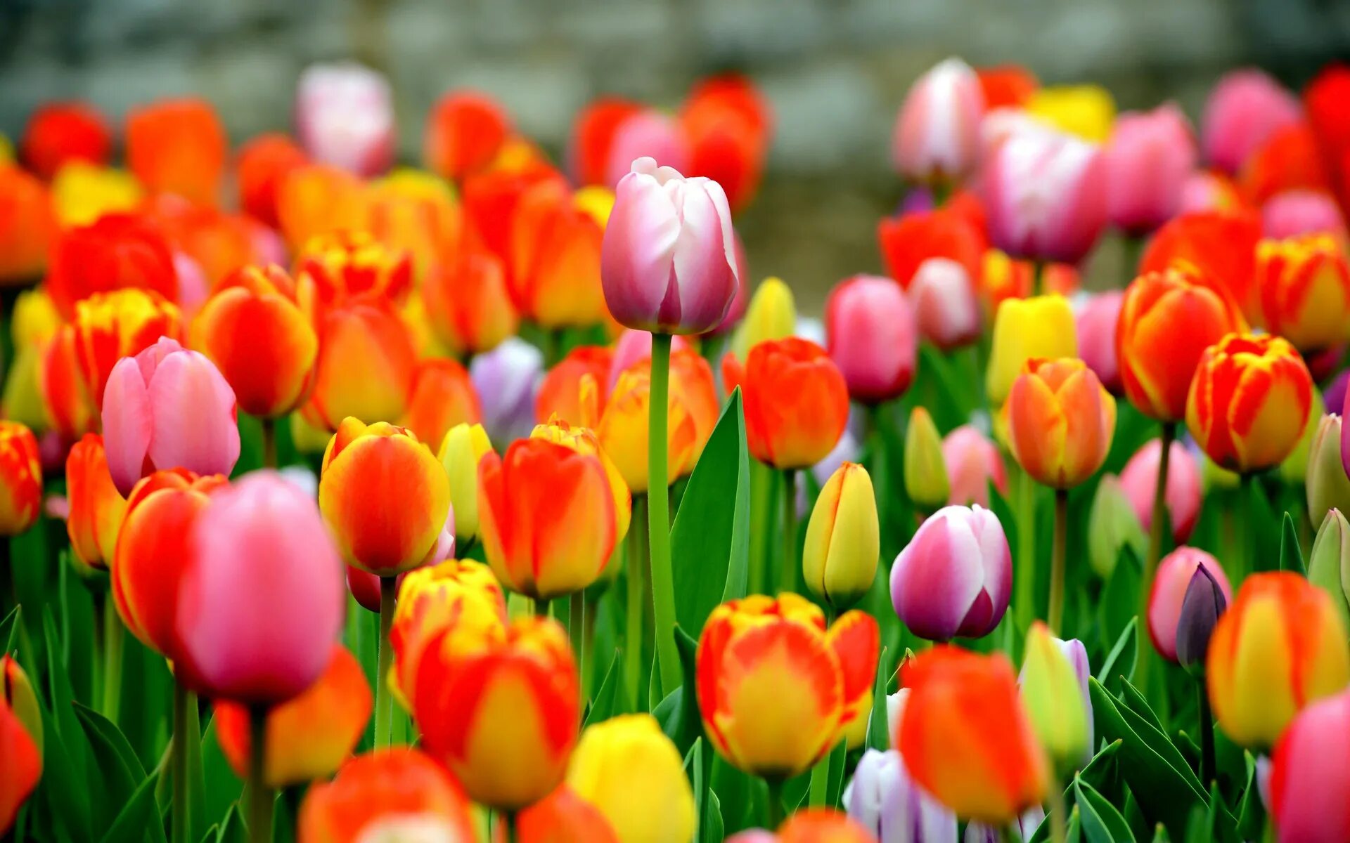 It s beautiful flower. Цветы тюльпаны. Тюльпаны разноцветные. Яркие тюльпаны. Весенние цветы тюльпаны.