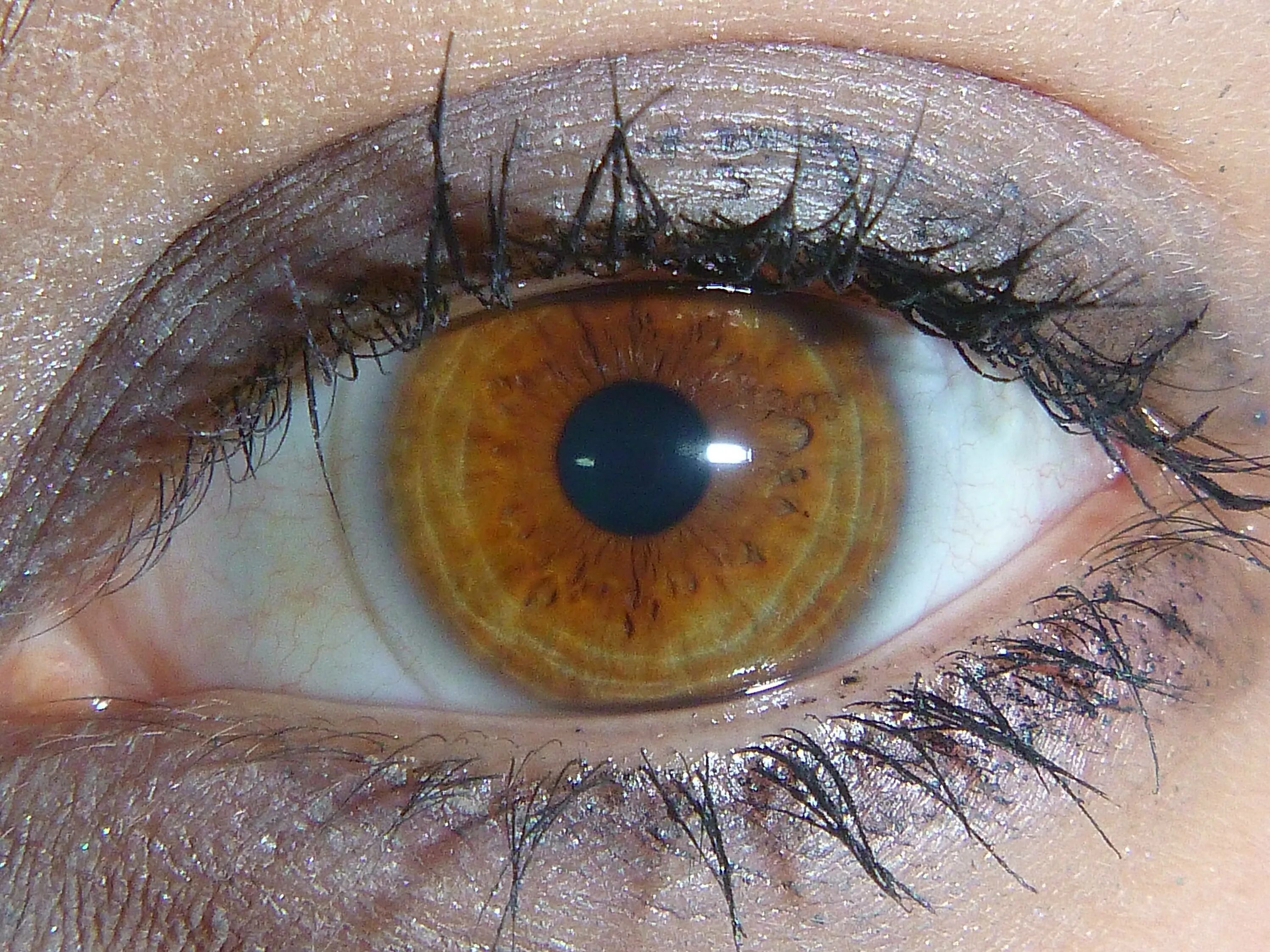 Болотный цвет глаз гетерохромия. Гетерохромия Янтарный и Карий. Янтарный Карий цвет глаз. Зелено карие глаза.