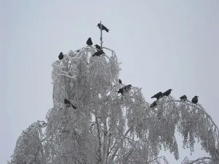 Грачи прилетели клип