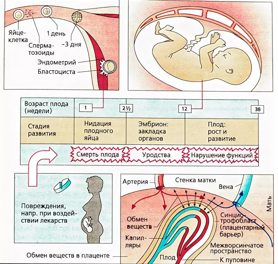 тератогенное действие лекарственных средств на плод. влияние лекарственных средств на плод и эмбрион. влияние лекарств на плод. действие лекарственных средств на плод. лекарства влияющие на плод.