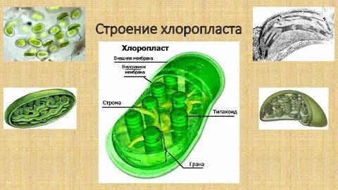 Органоид содержащий пигмент хлорофилл