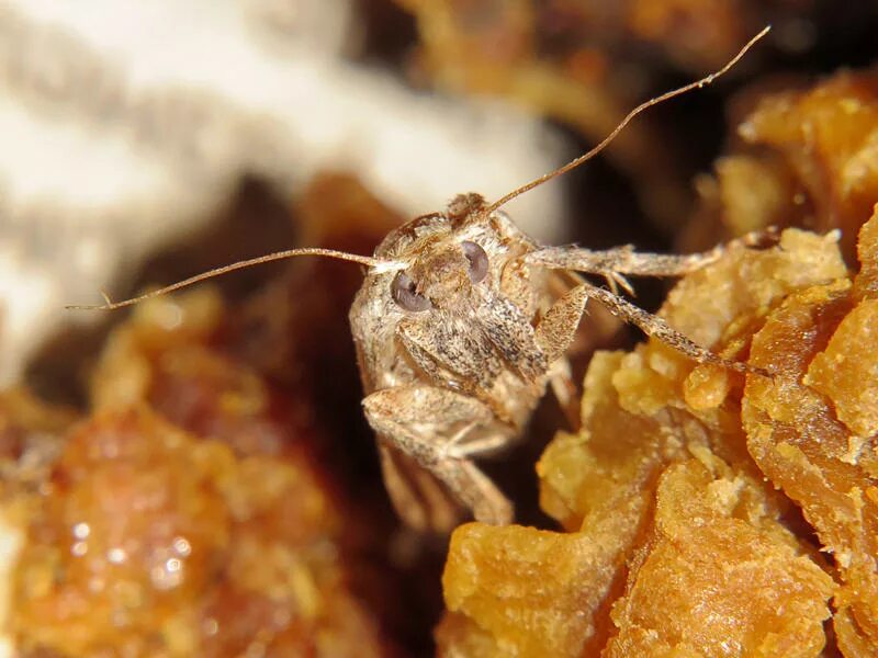 Восковая огневка Galleria mellonella. Большая восковая моль Galleria mellonella. Личинки огневки Galleria mellonella. Большая восковая моль огневка.