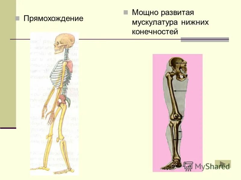 Прямохождения привело