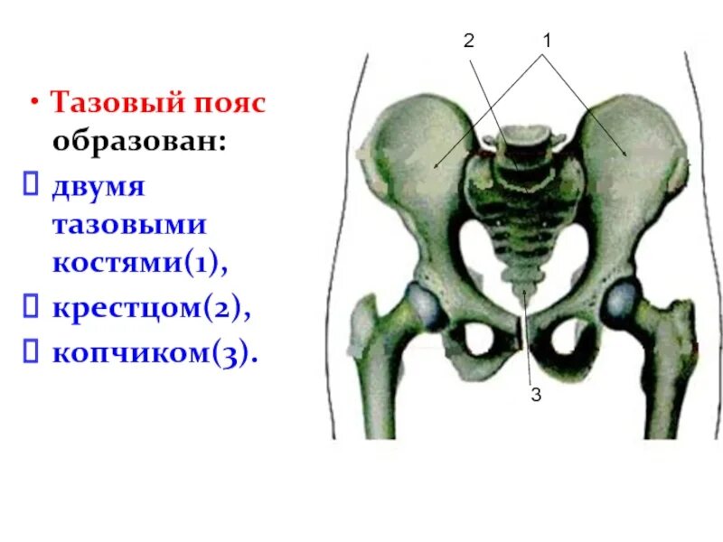 Три тазовые кости. Тазовый пояс. Кости таза. Скелет таза. Кости таза и крестец.