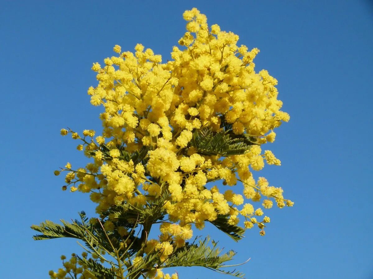 Акация желтокорая. Сибирская Мимоза. Акация серебристая (Acacia dealbata). Северная Мимоза кустарник. Мимоза картинки красивые на телефон