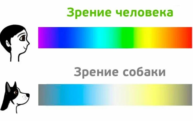 Какие цвета видят собачки. Различают ли собаки цвета. Как видят собаки. Цветовое восприятие собак. Ночное зрение у собак
