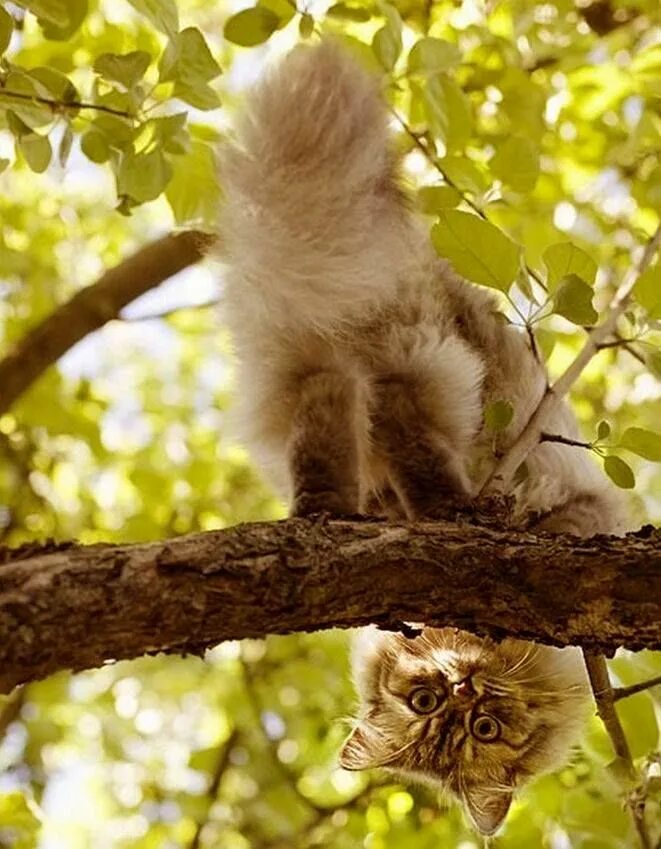 Кот на ветке. Котенок на ветке. Кот висит на дереве. Кот на ветке вверх ногами.