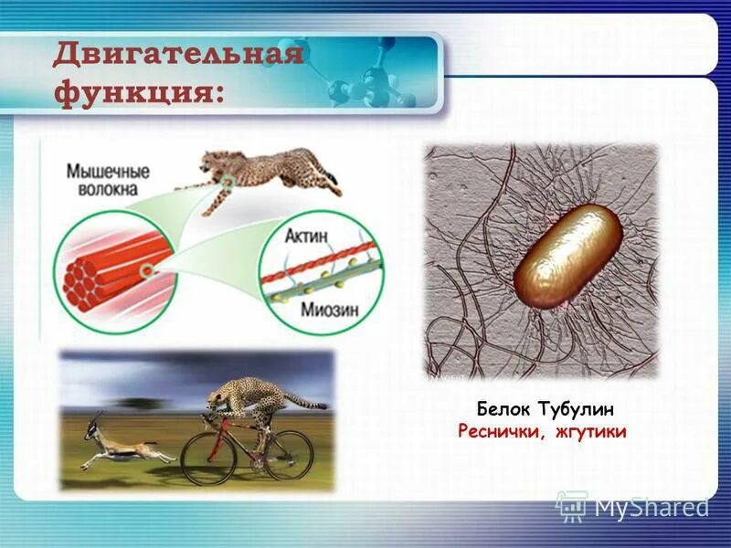 Белки двигательная функция. Двигательнаяфункция белковэ. Функции белков в организме двигательная. Моторная двигательная функция белков.