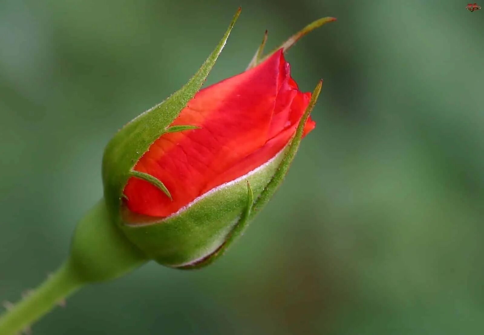 Распускающийся бутон. Красивые бутоны цветов. Бутон розы распускается. Цветочек распускается. Нераспустившийся бутон.