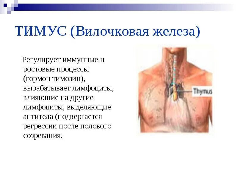 Тимус анатомия расположение. Тимус или вилочковая железа. Расположение вилочковой железы у человека. Тимус функции в организме и расположение.