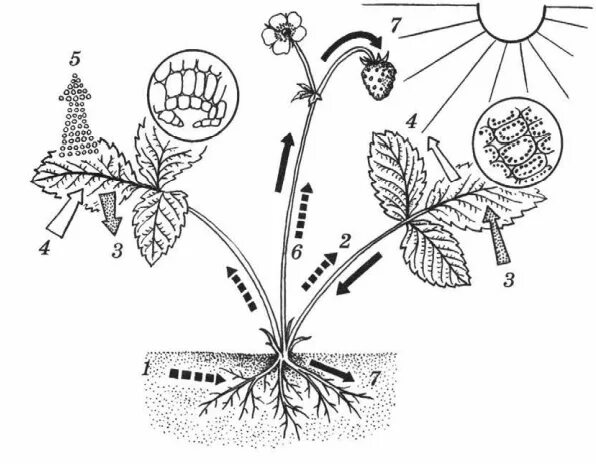 Дыхание растений 6 класс биология рабочая тетрадь. Схема питания цветка. Части растения. Движение воды по растению. Схема питания растений по биологии.