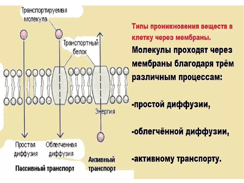 Строение мембранный транспорт клетки. Механизмы транспорта веществ в клетку. Строение клеточной мембраны. Механизмы транспорта веществ через мембрану клетки.