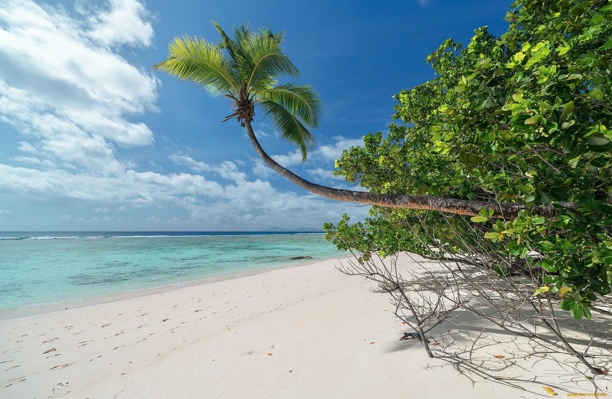 Тропический пляж. Дикие тропические острова. Дикий тропический пляж. Beach Tree Plaj.