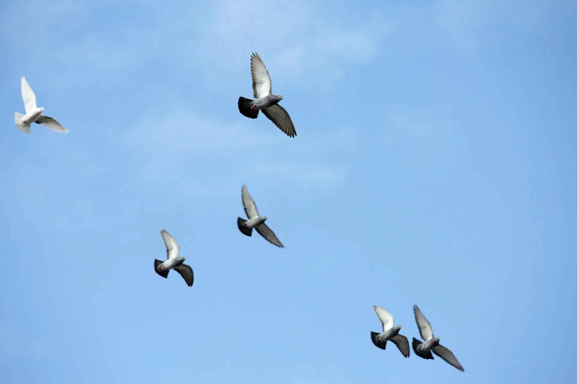 Птицы которые не летают рассказ. Почему птицы летают. Птицы в небе. Некоторые птицы летают. Голубь летит.