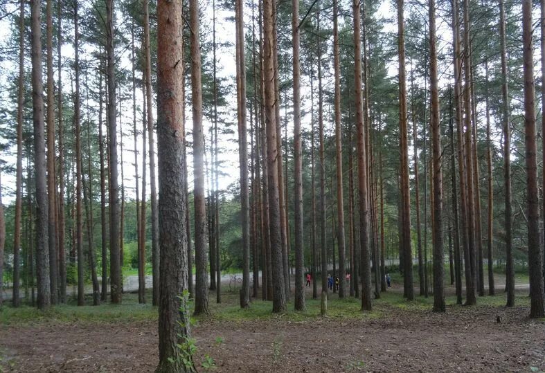 Озеро меларен швеция. Островки сосново. Островок на озере. Ладожские шхеры приозерск. Островки сосново.