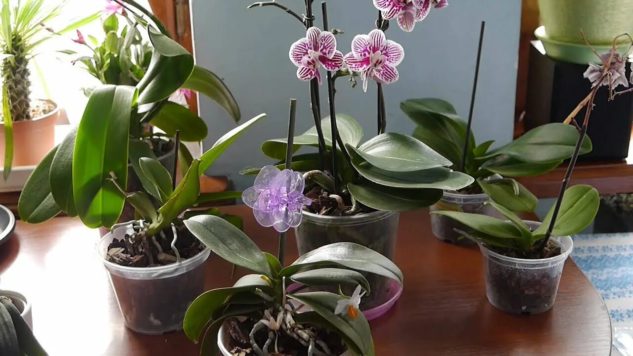 Цветение орхидеи Сого Вивьен. Начало цветения орхидеи. Орхидея долгая. Какого цвета бывают орхидеи домашние. Орхидеи нельзя держать дома