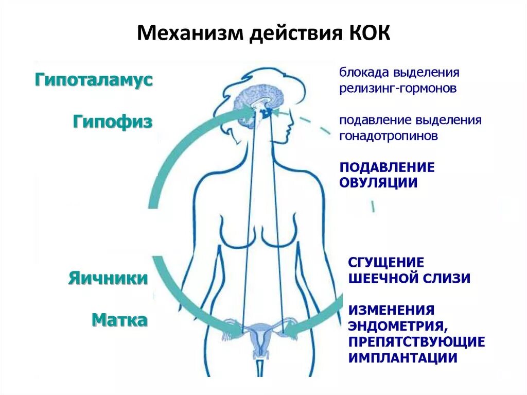 Кок контрацептивы механизм действия. Механизм действия гормональных контрацептивов. Механизм действия Кок схема. Механизм действия контрацептивных средств схема. Действие контрацептивов