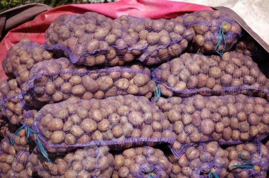 Купить картофель в ленинградской области. Картофель розарасеменой. Картофель в сетке. Семенной картофель в сетках. Сетки картофеля на складе.
