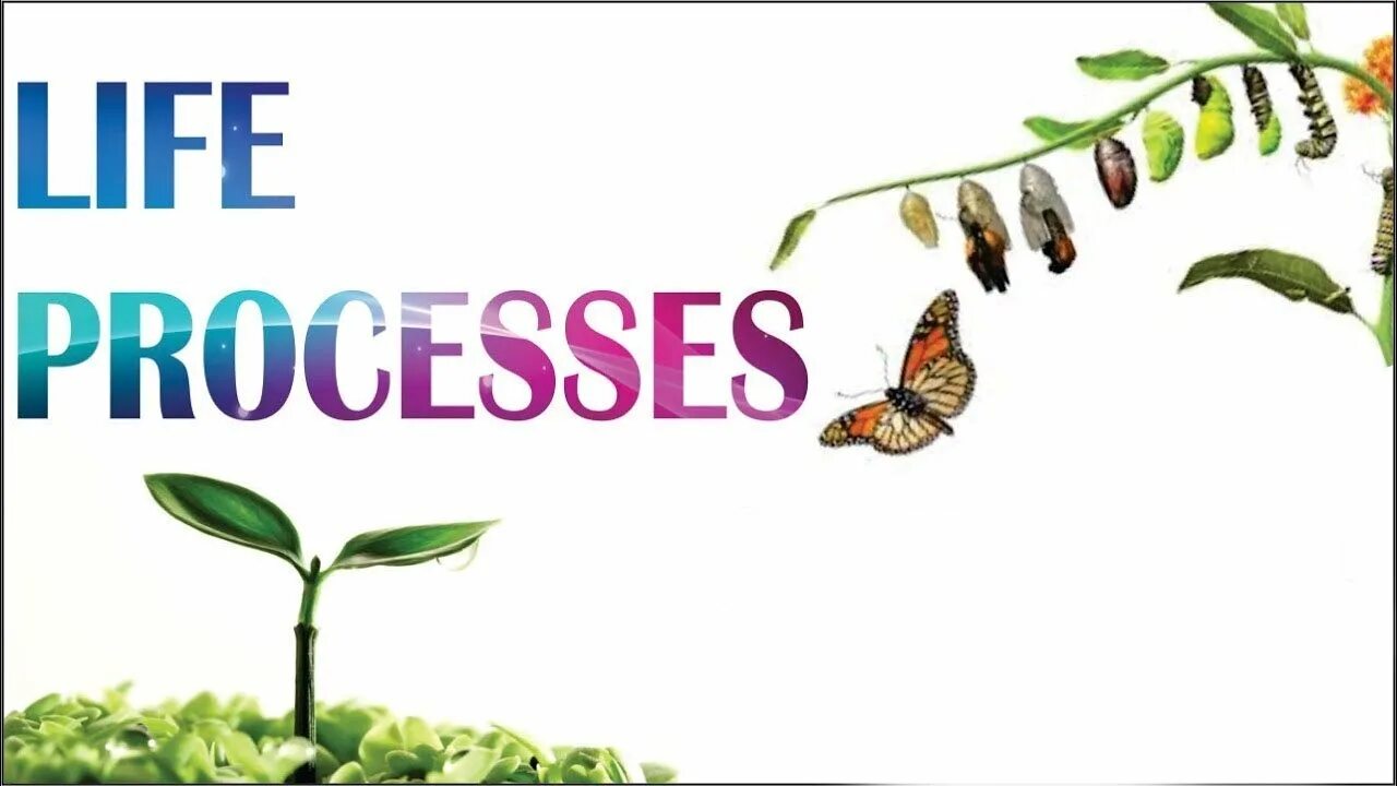 Processes of Life. Life Biology. 7 Life processes. Стенд пены. Life processes