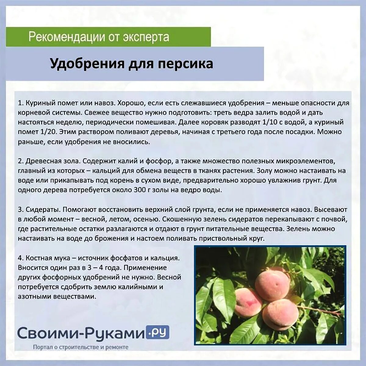 Чем брызгать персик. Схема подкормки персика. микроудобрения для персика. подкормка персика весной схема. подкормка для нектарина.