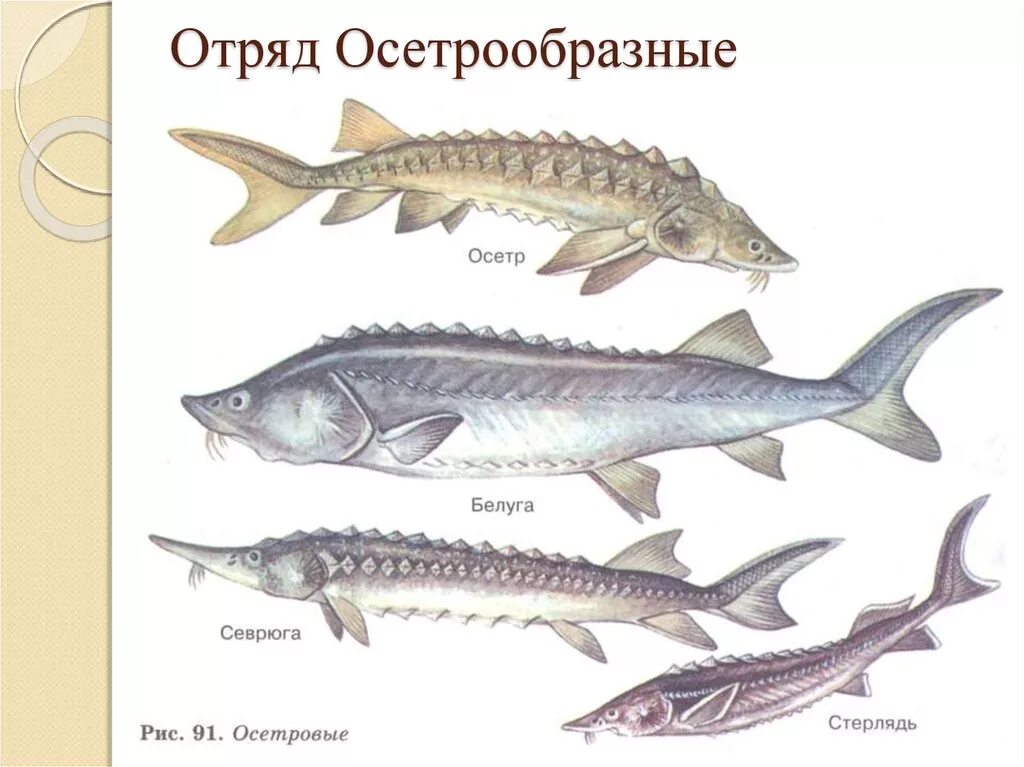 Осетрообразные хвостовой плавник. Костистые рыбы. Осётр стерлядь севрюга белуга шип. Русский осётр, севрюга и белуга. Костные рыбы осетровые.