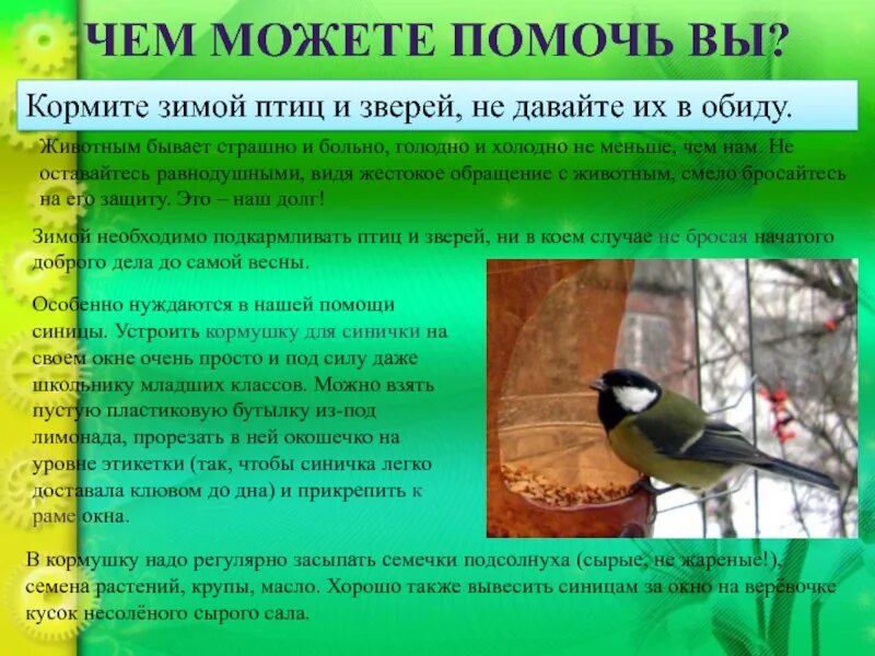 Помощь животным в зимнее время 2 класс. Защита птиц. как помочь животным зимой. охрана зимующих птиц. проект как помочь животным зимой.