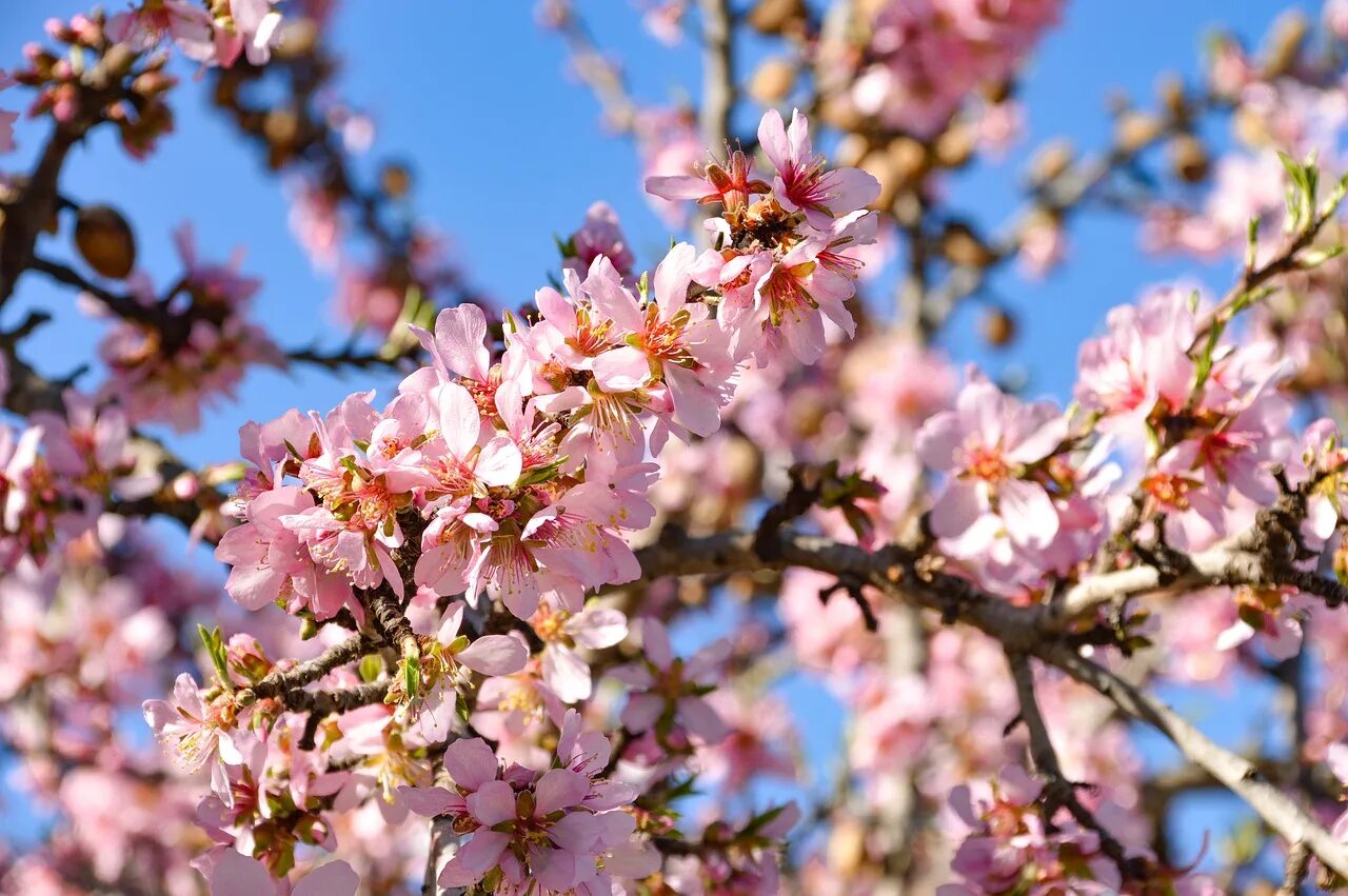 Миндаль цветной. Миндаль дерево. Миндаль красивоцветущий. Almond Tree Blossom. Бухарский миндаль дерево.