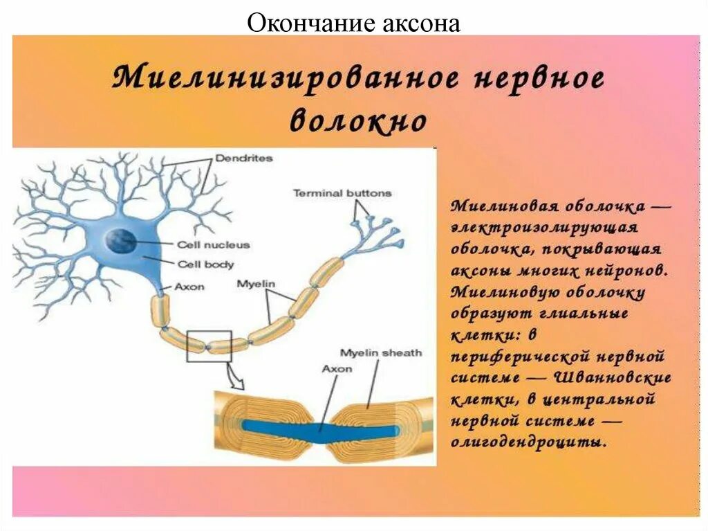 Глиальная оболочка нервного волокна. Перехват ранвье в нервном волокне. Строение аксона нейрона функции. Строение нейрона дендриты аксон. Снаружи покрыт миелиновой оболочкой аксон.