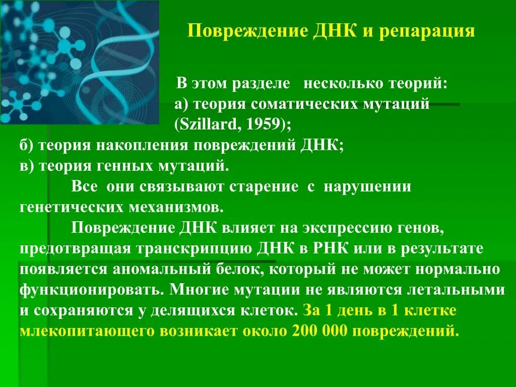 Генетическим повреждением. Повреждение и репарация ДНК. Механизмы повреждения структуры ДНК. Повреждения ДНК репарация повреждений. Репарация разрывов ДНК.