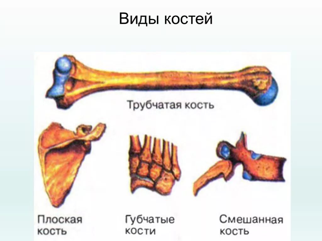 Кости трубчатые губчатые плоские смешанные. Типы костей губчатые трубчатые. Строения трубчатой и плоской кости. Классификация костей человека анатомия. Ребра трубчатые