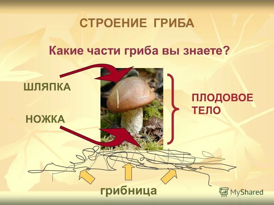 Что такое грибница 3 класс окружающий