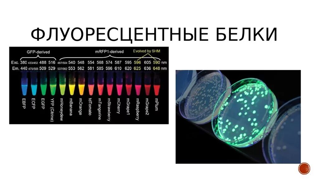 Флуоресцентный белок. Флуоресцентная GFP. Флуоресцирующие белки. Green Fluorescent Protein (GFP) – зелёный флуоресцентный белок. Называют обладают флюоресцируют красители