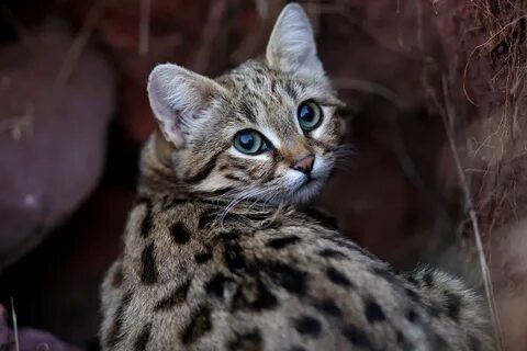 Африканский кошачий хищник