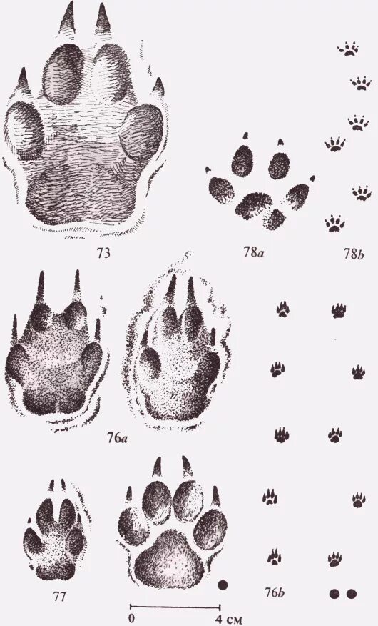 Как отличить следы. Енотовидная собака следы лапы. Как выглядит след волка. Отпечаток следа волка. След волка передних и задних лап.