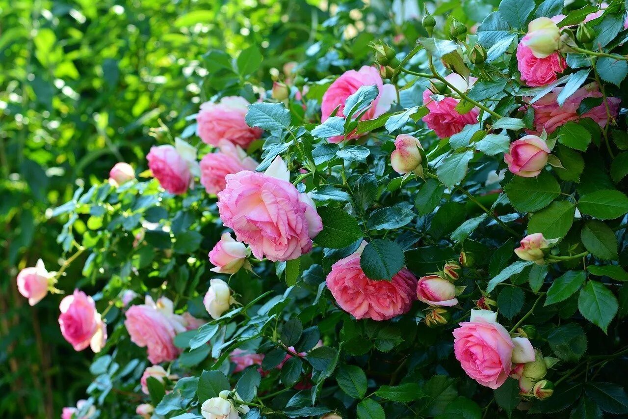 Кустарниковые розы. В сад роз 38