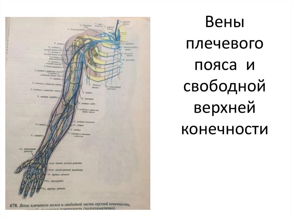 Вены верхней конечности схема. Кубитальная Вена верхней конечности. Поверхностные вены верхней конечности схема. Подкожные вены верхней конечности анатомия.