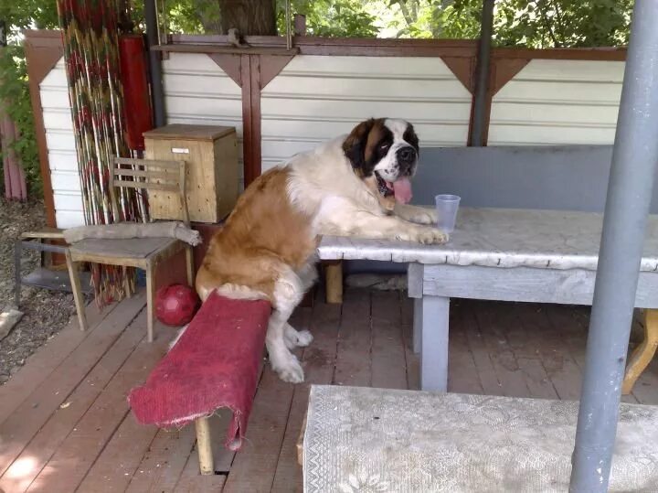 ветеринарка старое. ветеринарная служба в ссср. ветеринар в древности. ветеринарка старое. ветеринарная клиника фауна старый оскол.