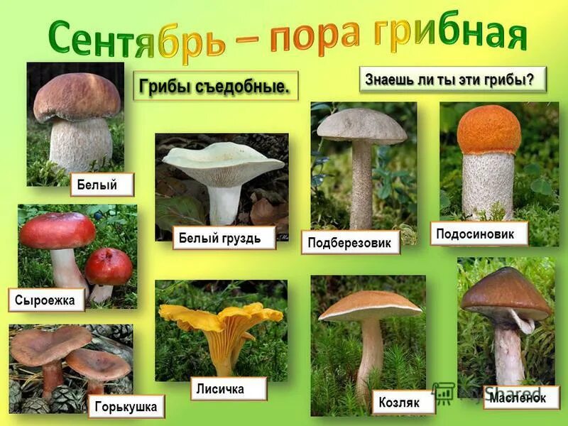 Подосиновик подберезовик сыроежка волнушка рыжик. Масленок, боровик, рыжик лисичка. Подберезовик шляпка. Маслёнок, подосиновик, боровик, лисичка:. Рыжики сыроежки.