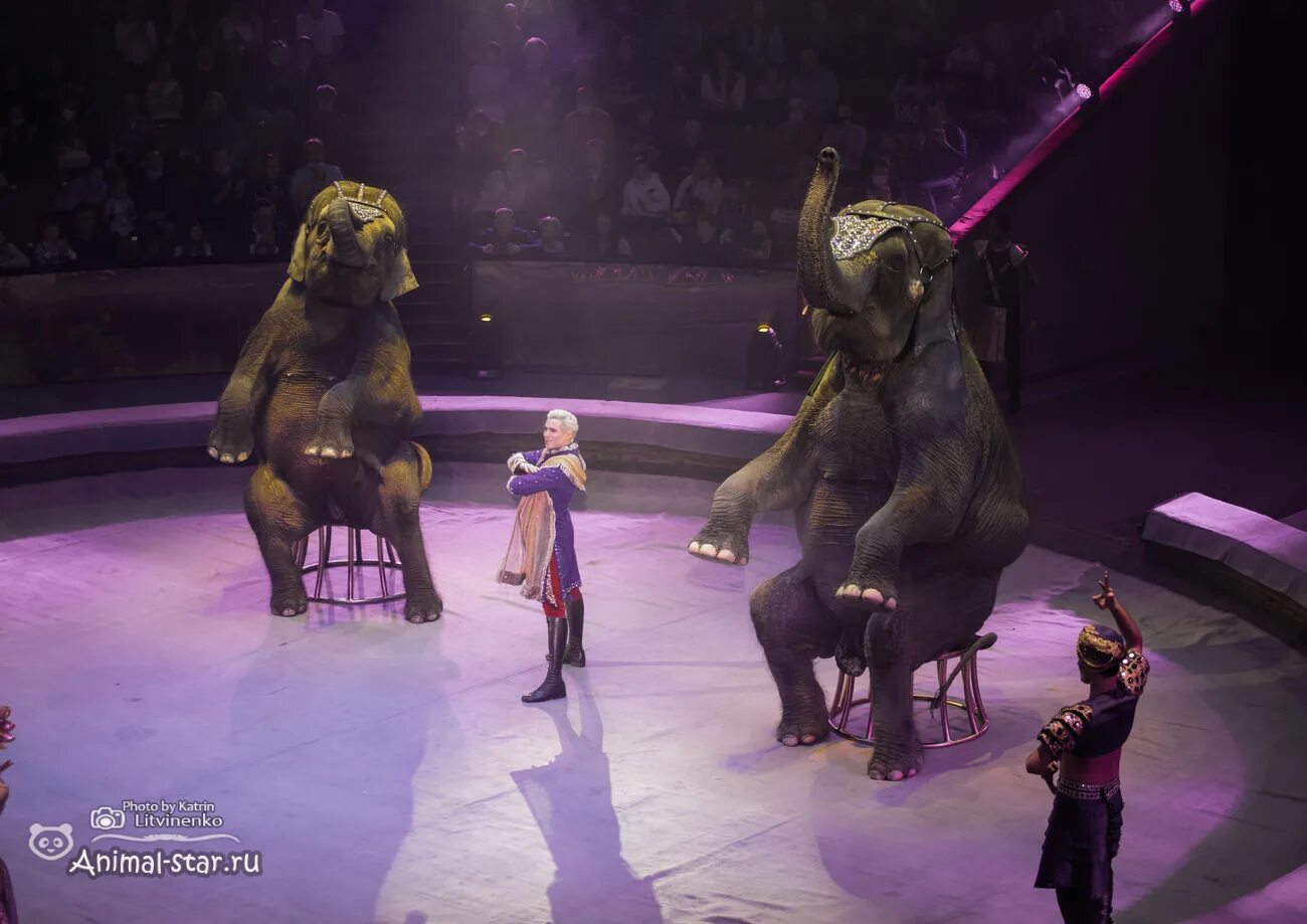 Московский цирк на вернадского. Дарья пурчинская цирк. Цирк на вернадского представление. Цирк на вернадского представление королевство. Цирк на вернадского сектор а.