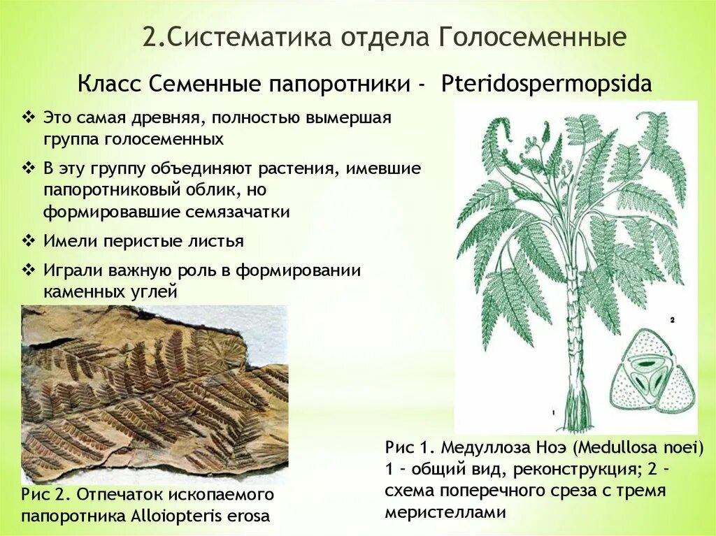 В каком периоде жили древовидные растения. Семенные папоротники Голосеменные. Палеозойские семенные папоротники. Мезозойские семенные папоротники. Семенные папоротники переходная форма.