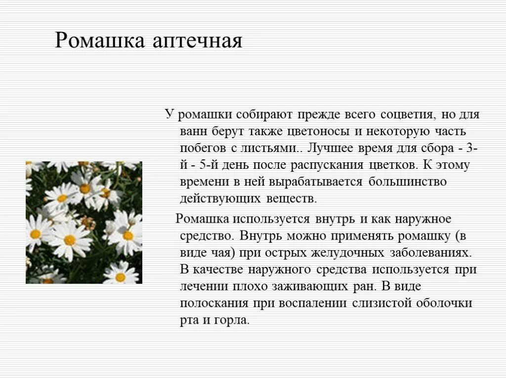 Описание ромашки. Описание цветка ромашки. Ромашка в научном стиле. Описание ромашки. Доклад про ромашку.