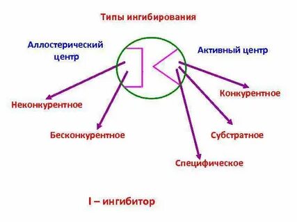 Конкурентные и неконкурентные ингибиторы ферментов