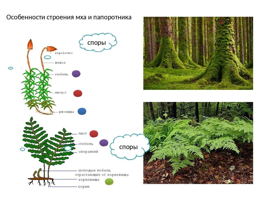 Мохообразные папоротникообразные. Строение мха и папоротника. Строение растения папоротника. Папоротникообразные растения строение. Мхи и папоротники 5 класс биология.